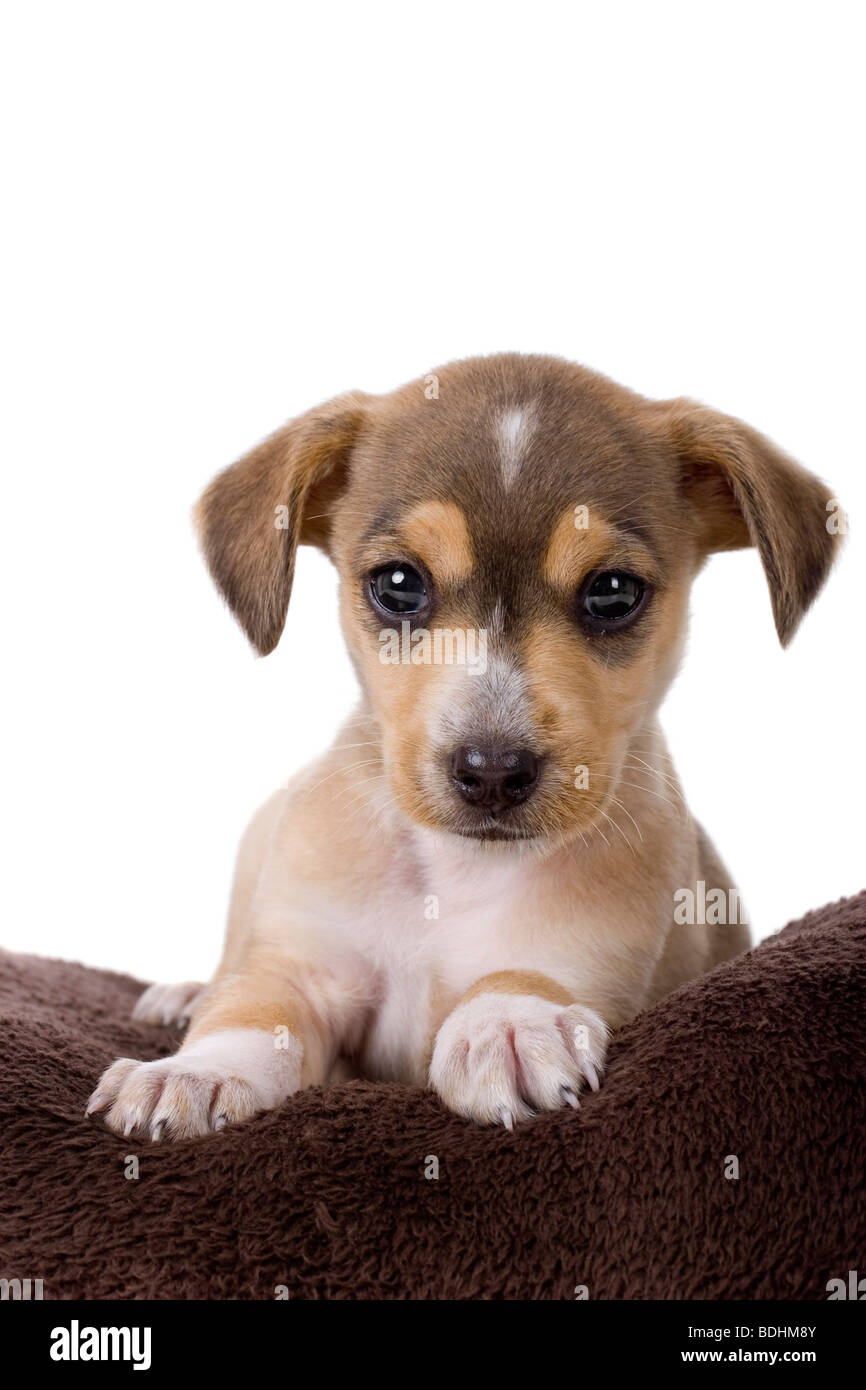 Portrait of a adorable puppy isolated on white Stock Photo - Alamy