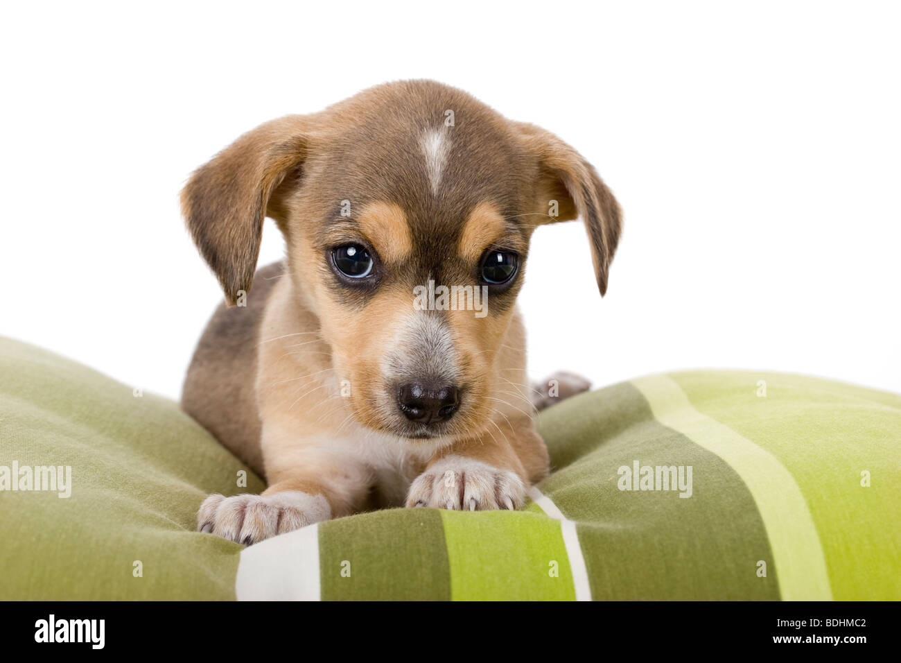 Portrait of a adorable puppy isolated on white Stock Photo - Alamy
