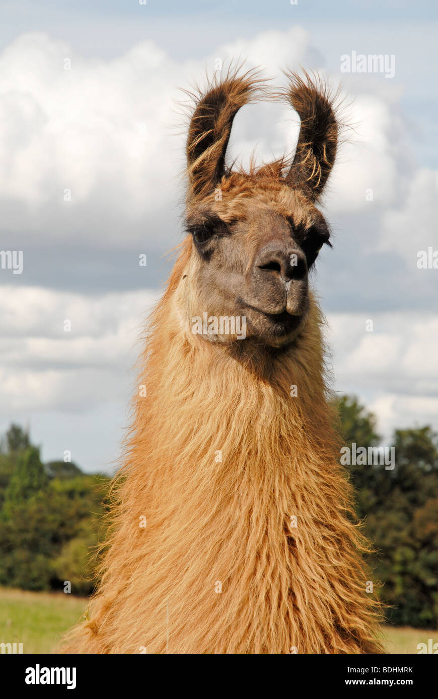 Llamas Spitting