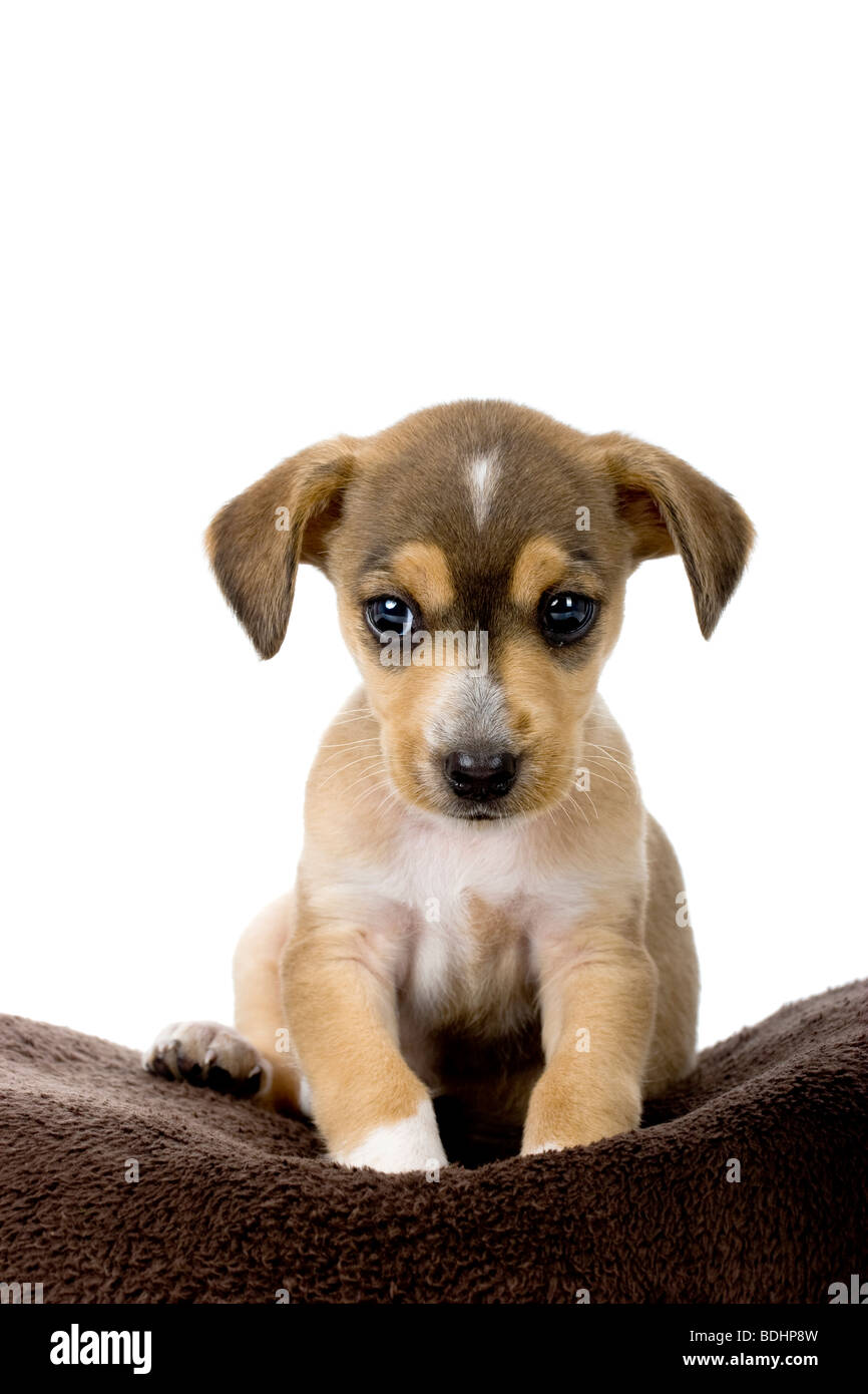 Portrait of a adorable puppy isolated on white Stock Photo - Alamy