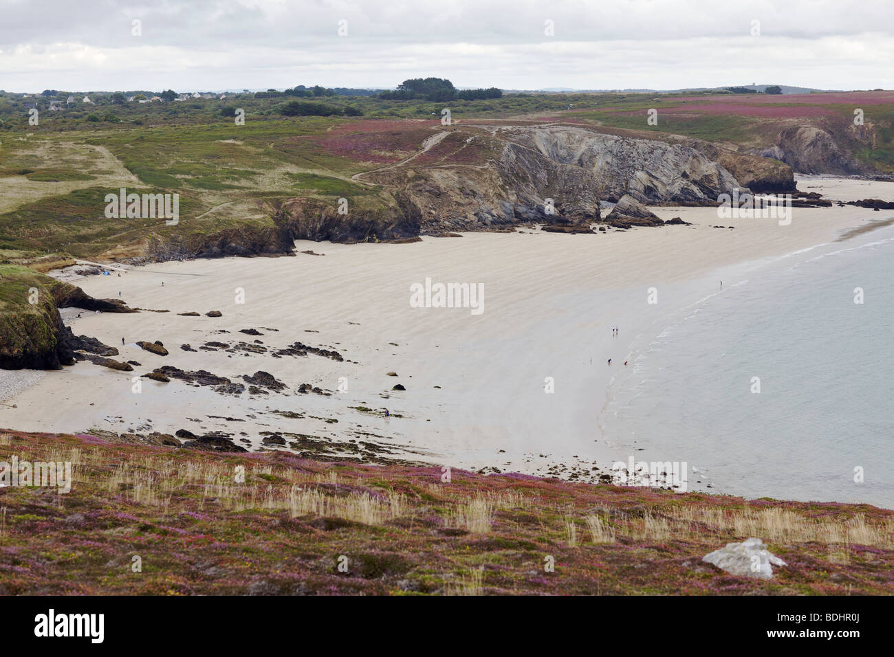 Beach with colorful heather in Brittany France on the Point de Penhir Stock Photo