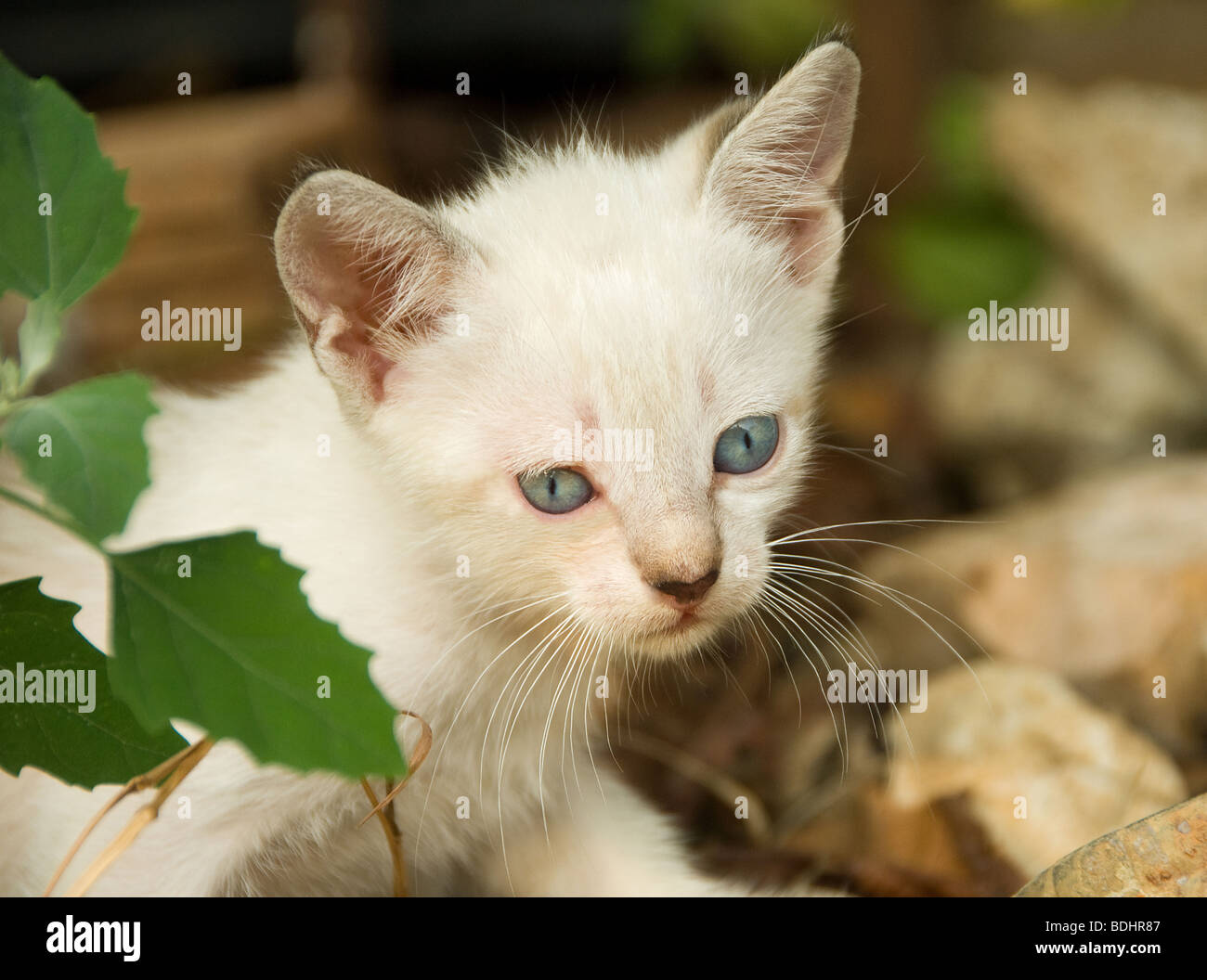 Feral Kitten, Corfu, Greece Stock Photo