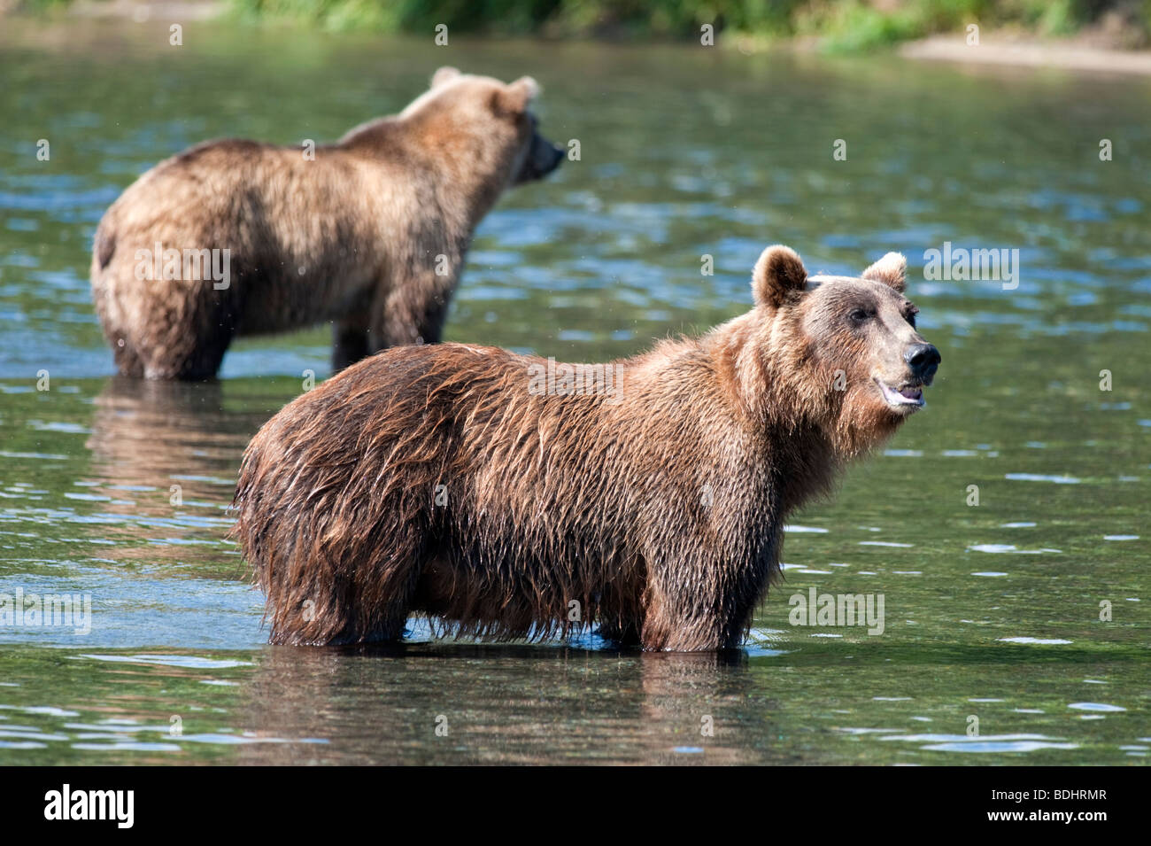 Brown bears in Yuzhno Kamchatsky national park in Kamchatka Russia Stock Photo