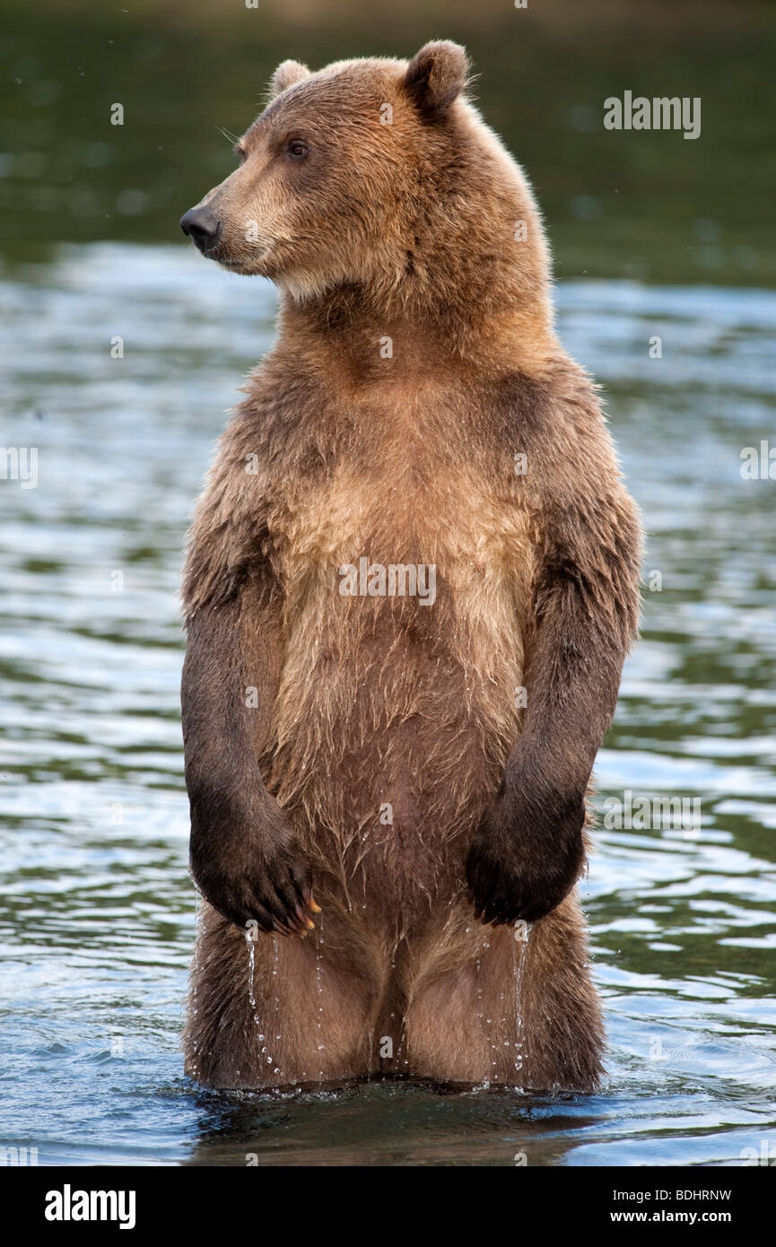 Brown bear in Yuzhno Kamchatsky national park in Kamchatka Russia Stock Photo