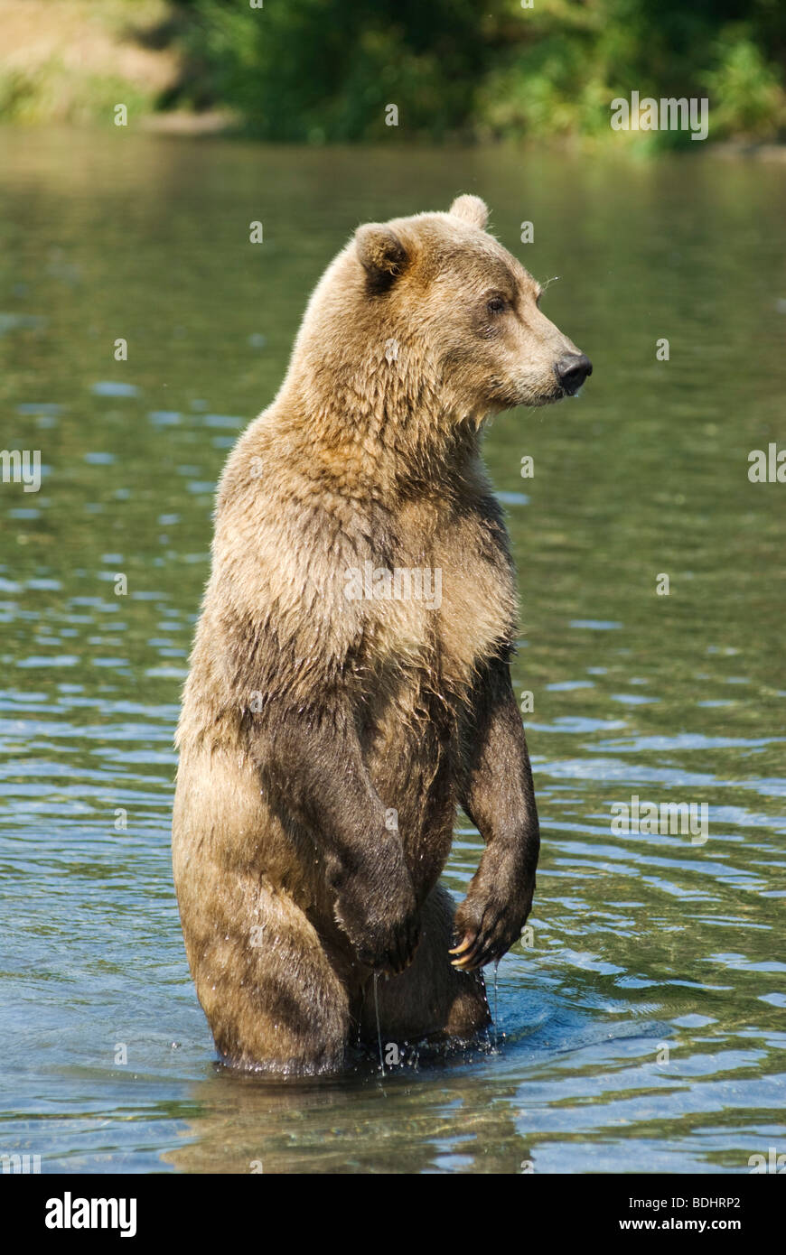 Brown bear in Yuzhno Kamchatsky national park in Kamchatka Russia Stock Photo