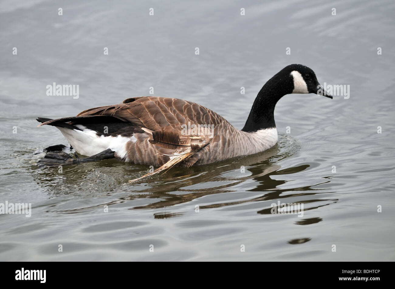 Canadian goose with injured wing swimming Stock Photo