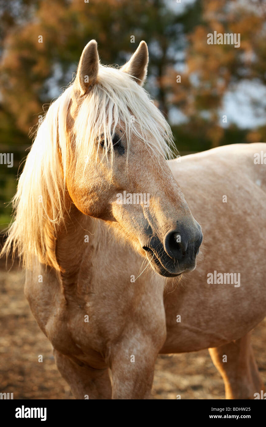 Camargue horses, Les Stes-Maries de la Mer, Camargue, Languedoc-Roussillon, France Stock Photo