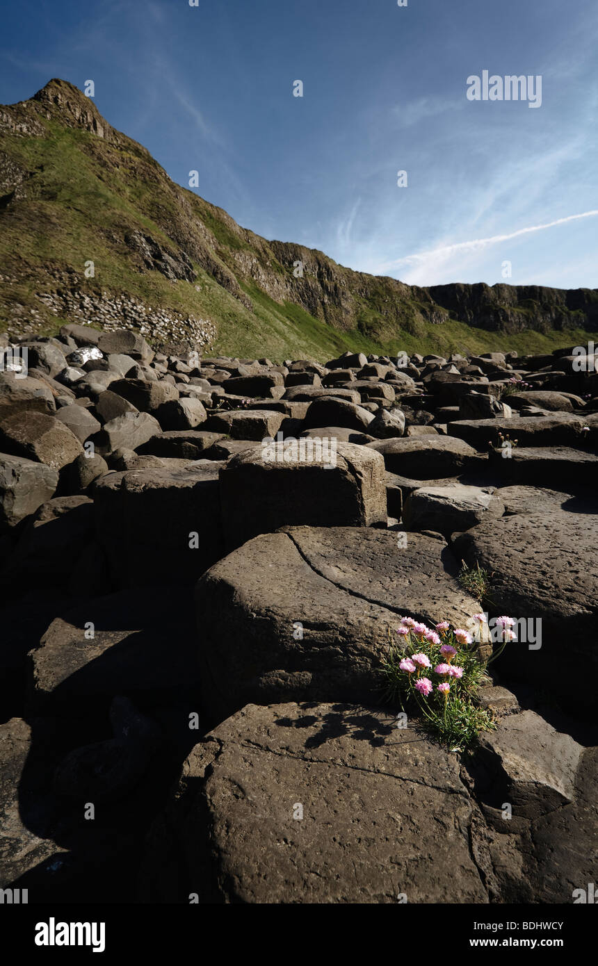 Flowers amongst the rock formations of the Giants Causeway with hills ...