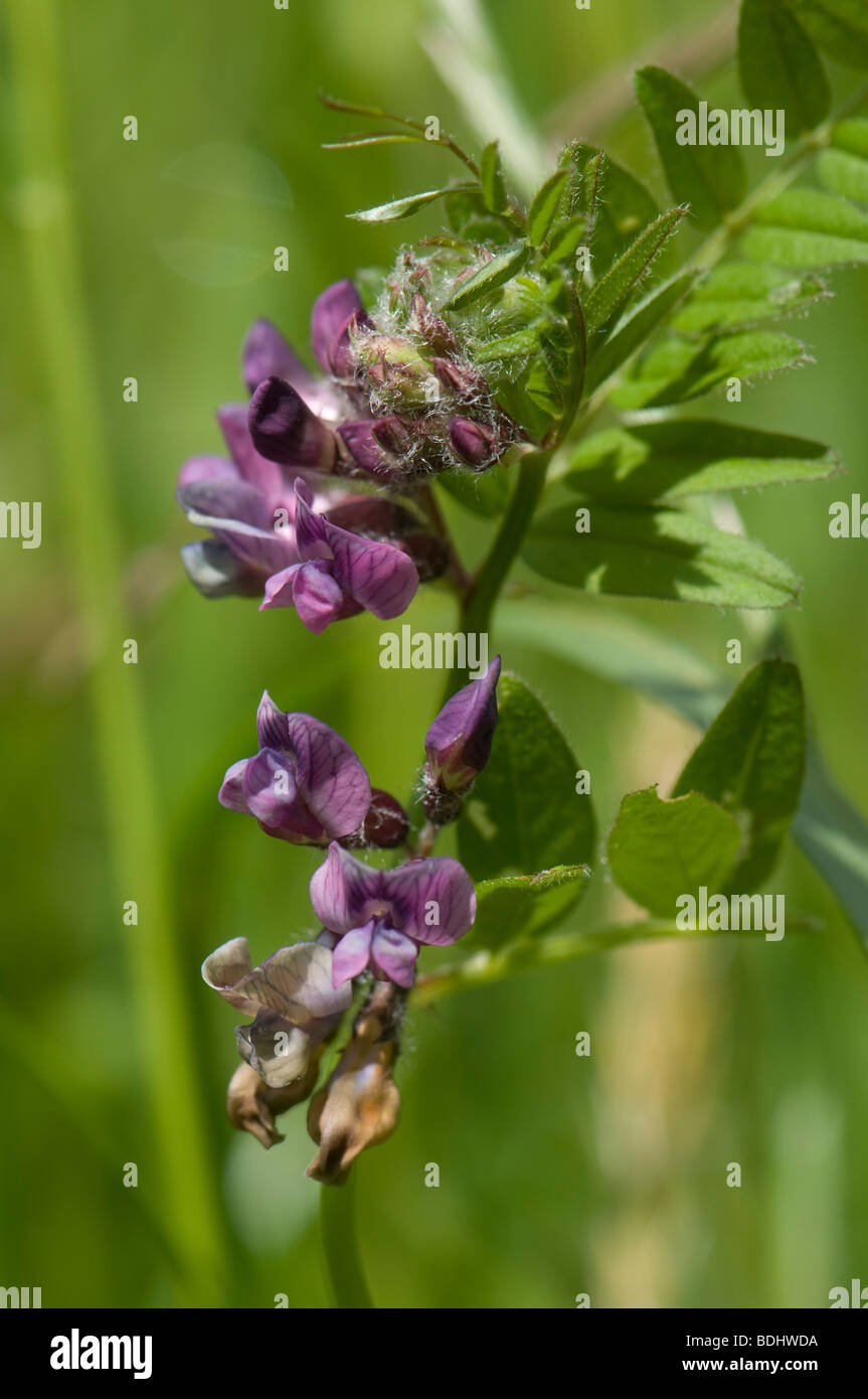 Bush vetch Vicia sepium with brown pollinated flowers Stock Photo