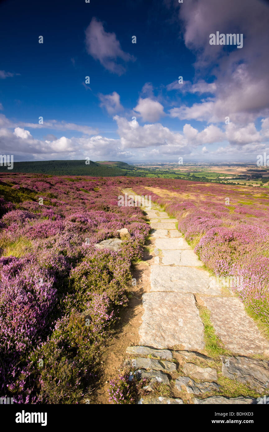 Heather on Faceby Bank on the North York Moors, England Stock Photo - Alamy