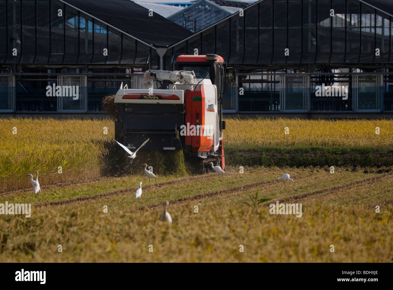 Egrets look for frogs and other small animals to feed on as a rice field is being harvested, Japan Stock Photo