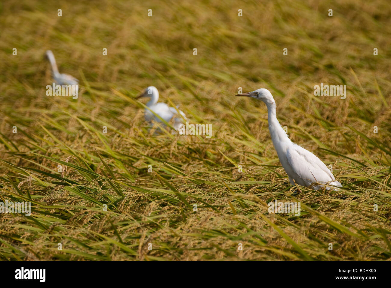 Egrets looking for food in a rice field during harvest season in mid summer in Japan Stock Photo