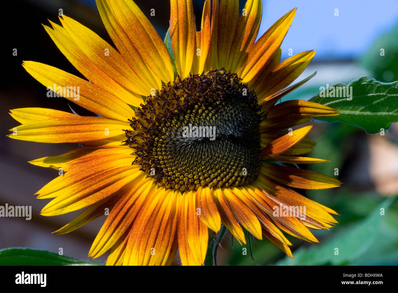 Colorful sunflower, bright colors flower of summer Stock Photo Alamy
