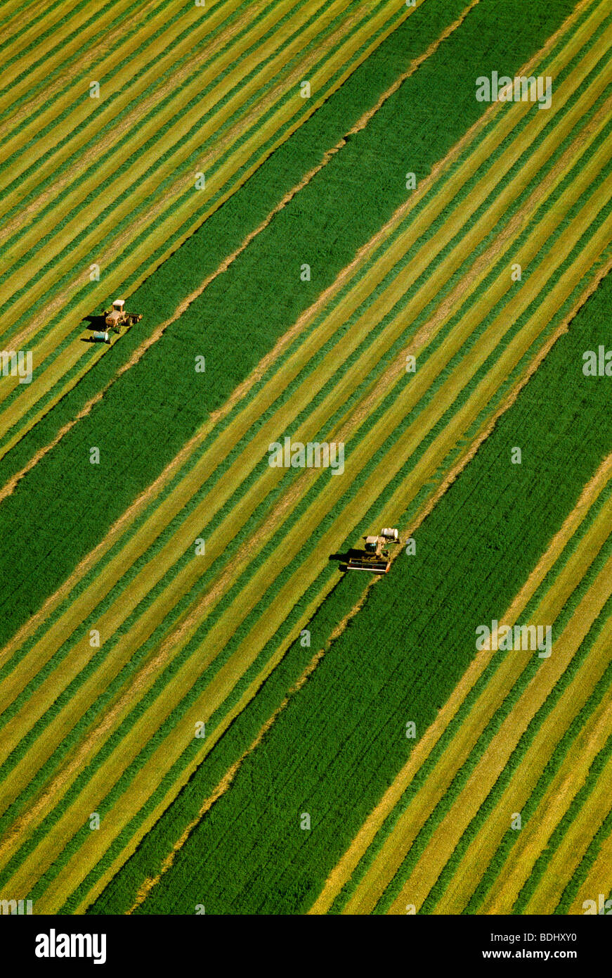 Agriculture - Aerial, windrowers mowing and windrowing alfalfa for drying / Yolo County, California, USA. Stock Photo