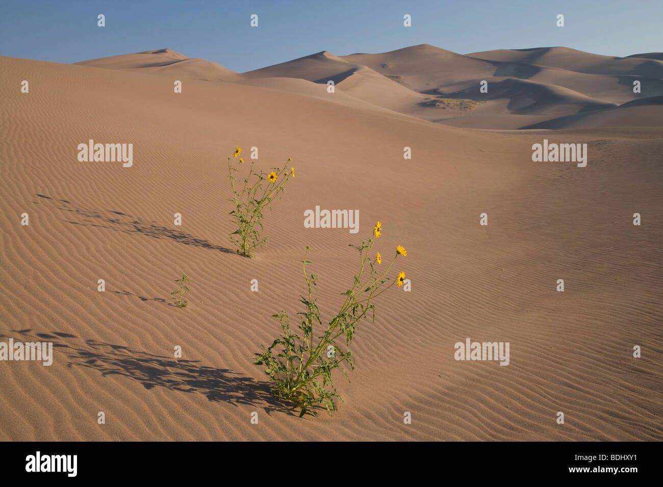 prairie sunflowers and dunes, Great Sand Dunes National Park, Colorado Stock Photo