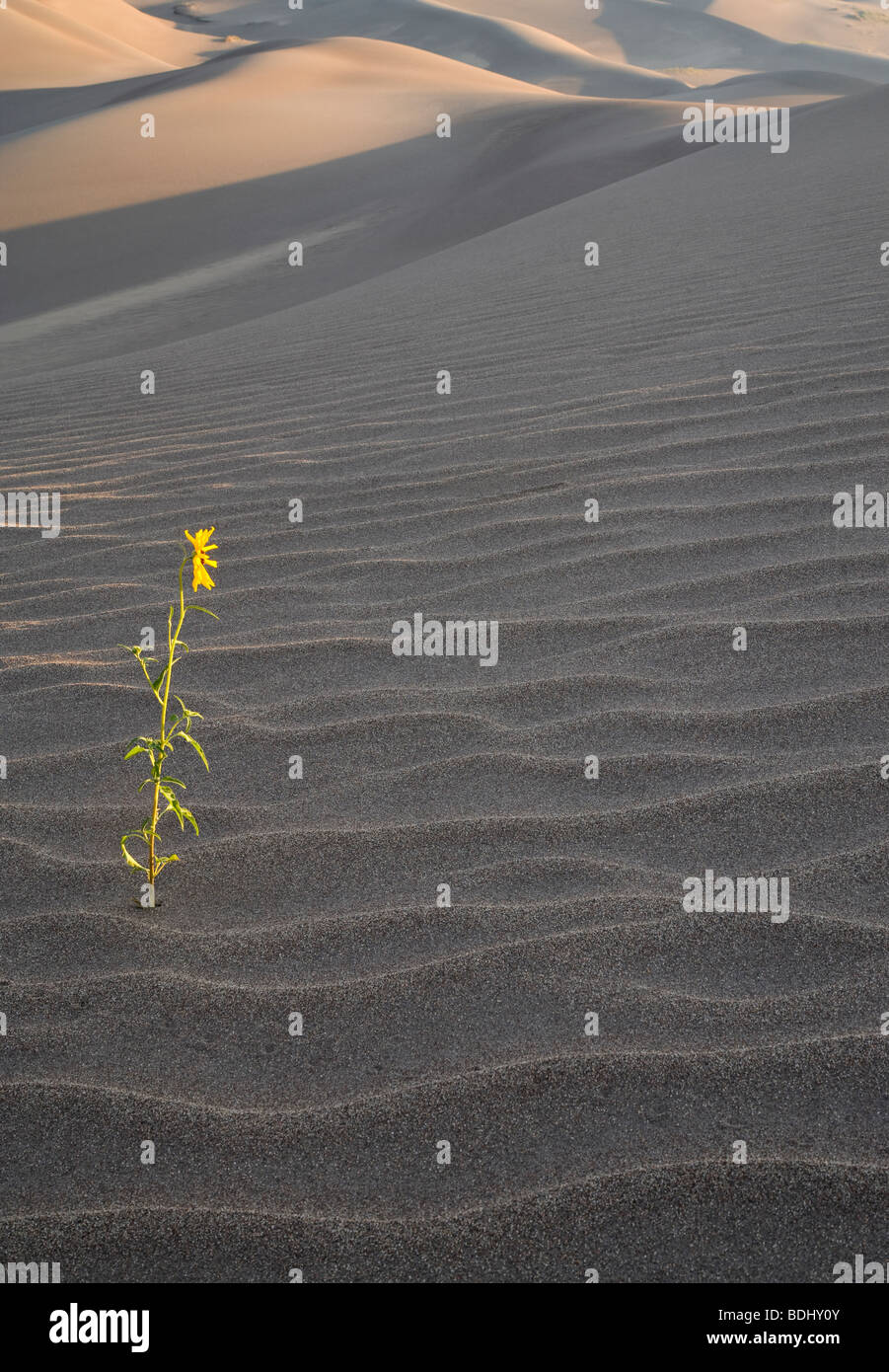 prairie sunflowers and dunes, Great Sand Dunes National Park, Colorado Stock Photo