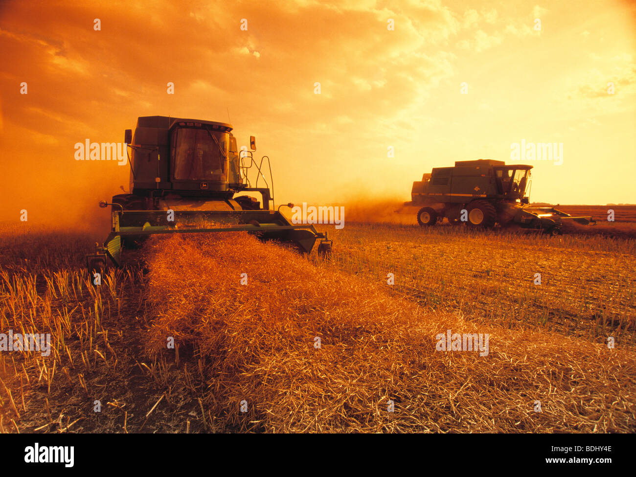 Agriculture - Combines harvesting swathed and dried canola at sunset / near Ile des Chenes, Manitoba, Canada. Stock Photo
