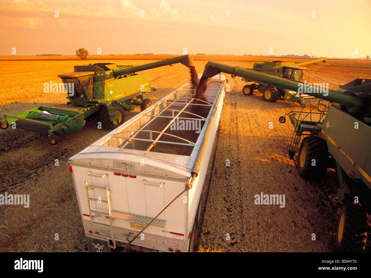 Agriculture - Combines unload harvested canola seeds into a grain truck for transport to a processing plant / Manitoba, Canada. Stock Photo