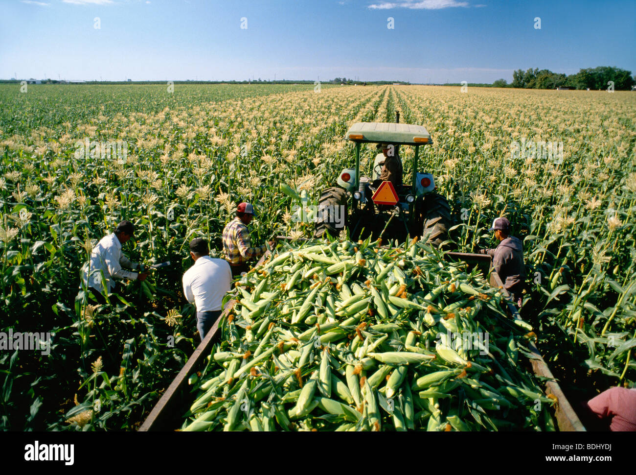 Agriculture Field workers harvesting sweet corn / near Tracy