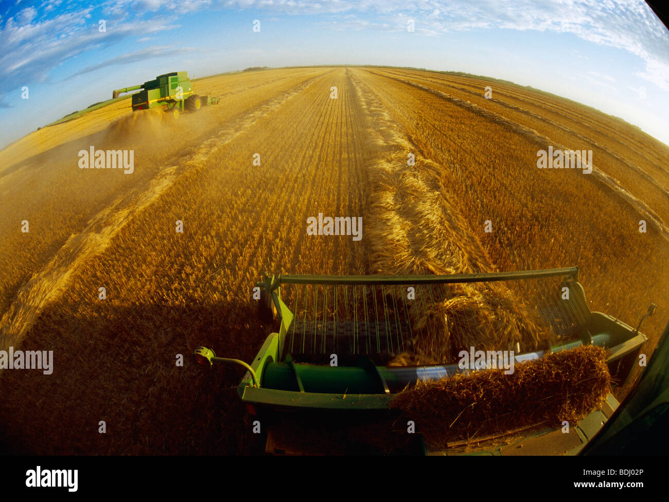 Swathed Agriculture - John Deere combines harvest swathed and dried barley in ...