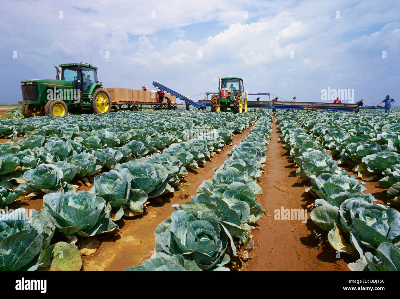 Agriculture - Cabbage harvesting / near Newport, Arkansas, USA. Stock Photo