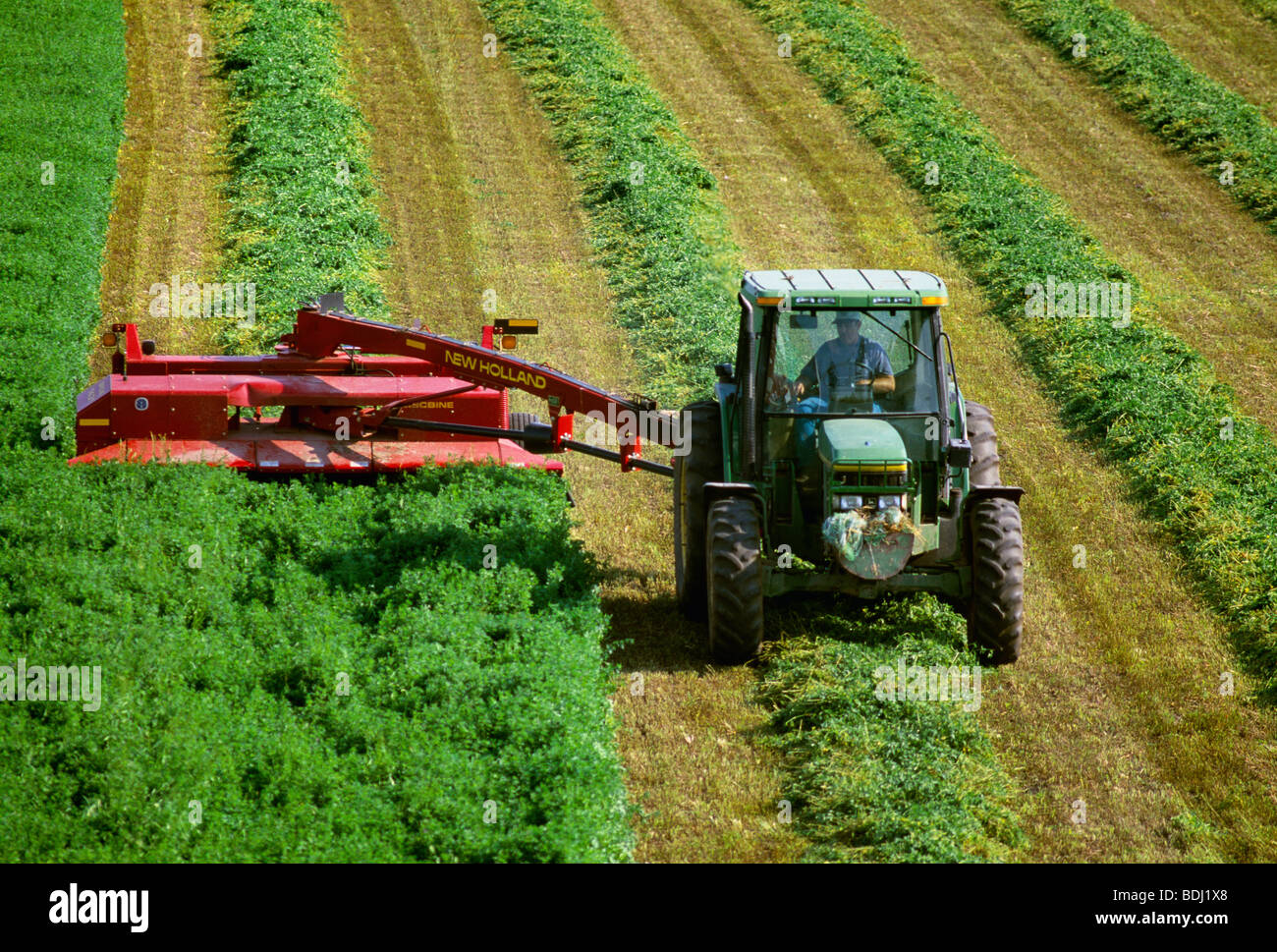 Agriculture High view of a tractor and forage cutter cutting and