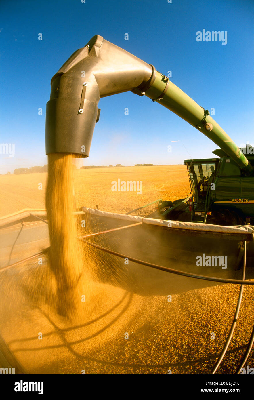 Agriculture - A combine unloads harvested barley into a grain truck for transport to a grain elevator / Dugald, Manitoba, Canada Stock Photo