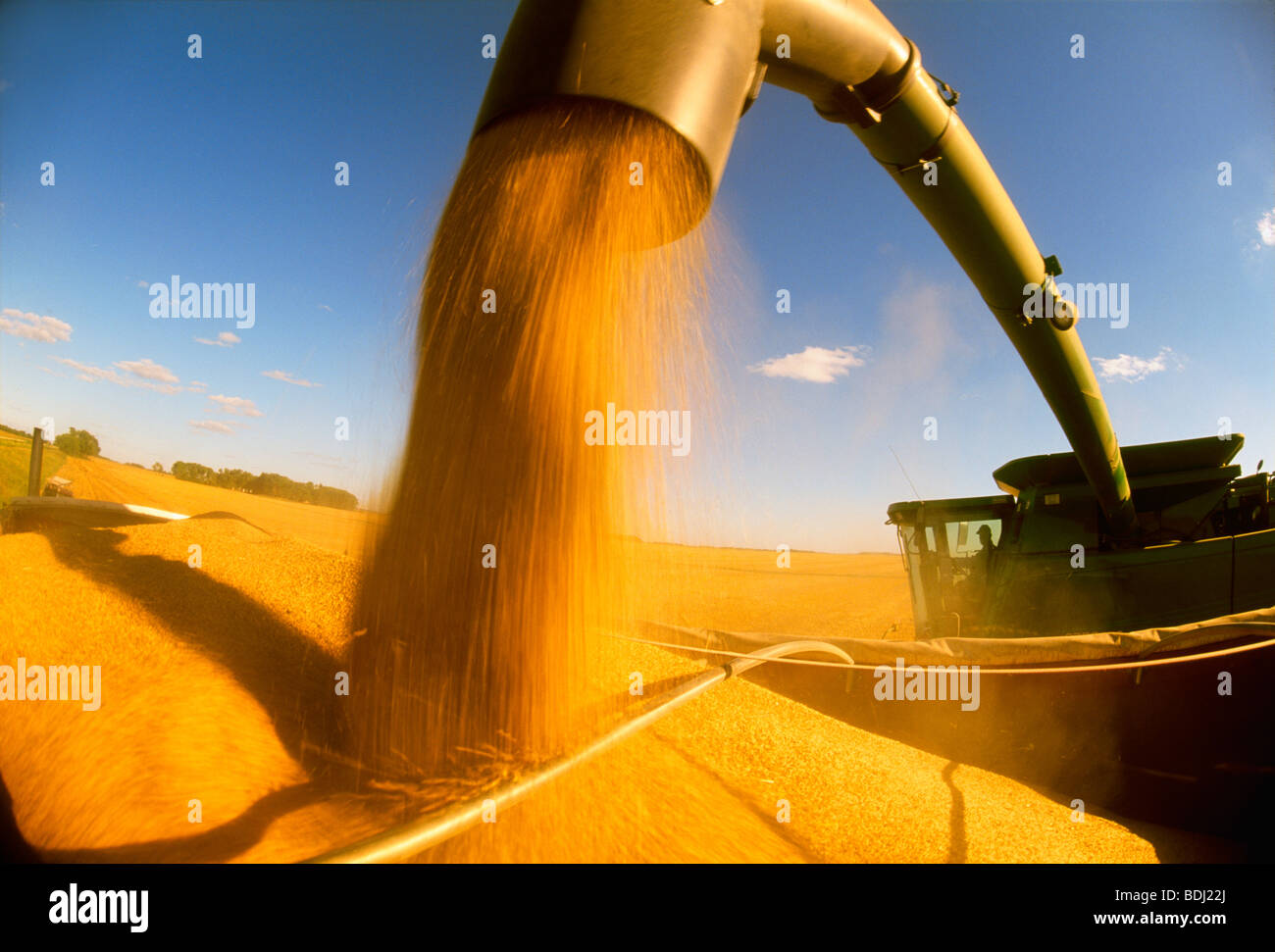 Agriculture - A combine unloads harvested barley into a grain truck for transport to a grain elevator / Dugald, Manitoba, Canada Stock Photo