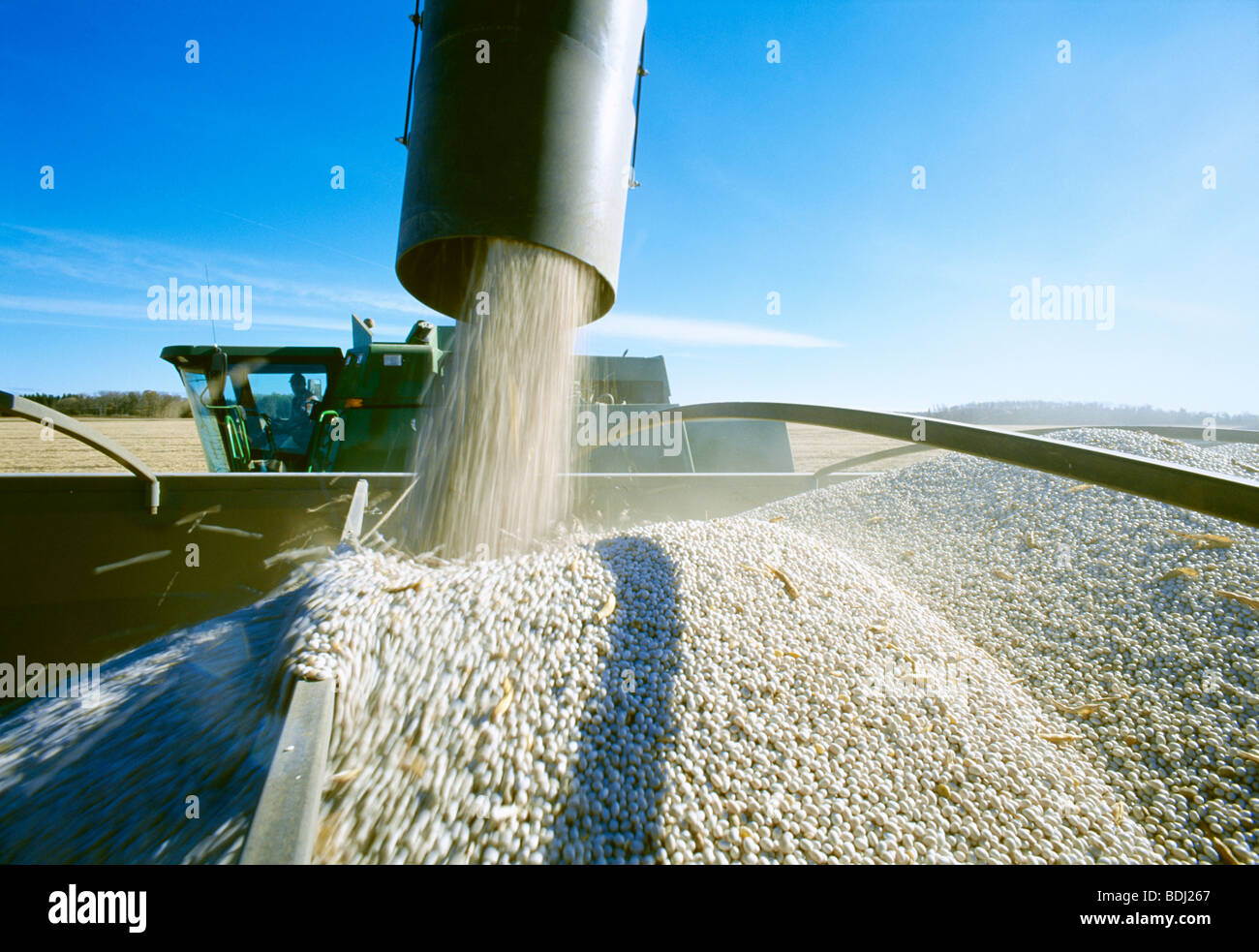A combine unloads harvested dry beans (navy beans/pea beans) into a