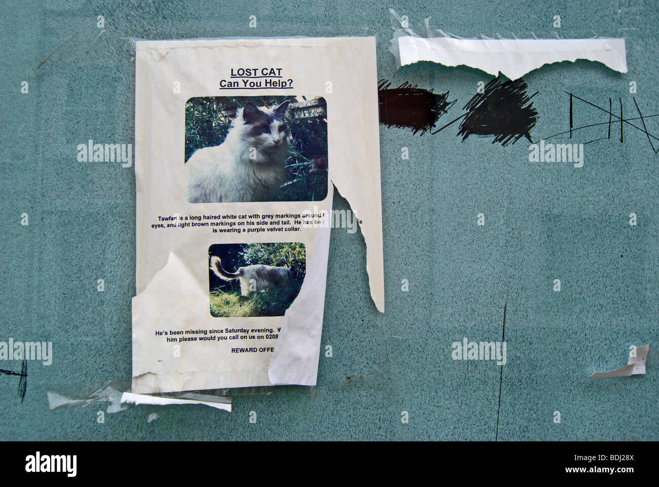 handmade poster for a missing cat on a whitewashed shop window in richmond upon thames, surrey, england Stock Photo