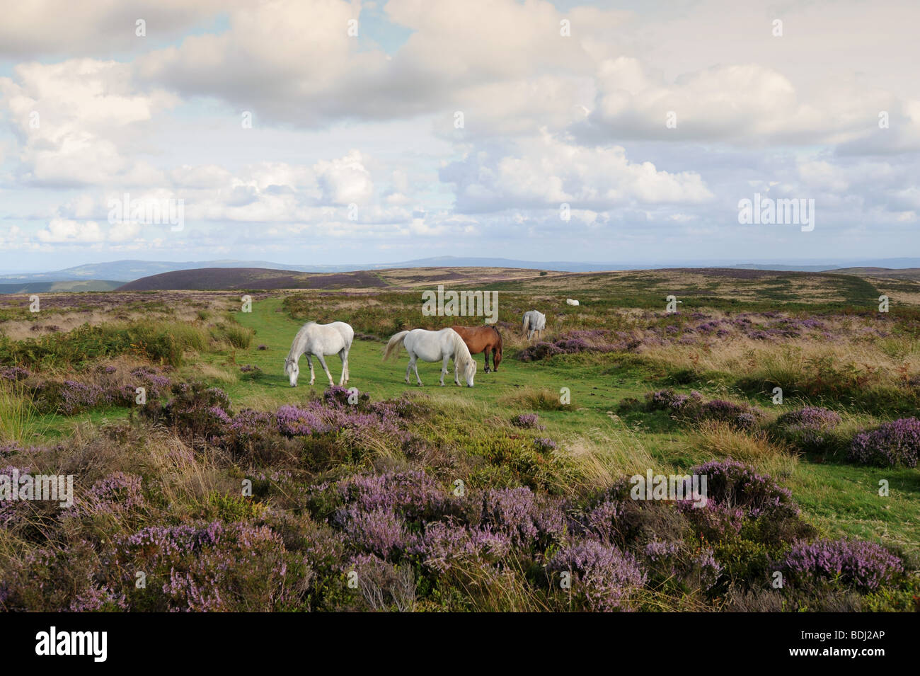 Wild horses grazing between the purple heather on The Long Mynd Shropshire England Uk Stock Photo