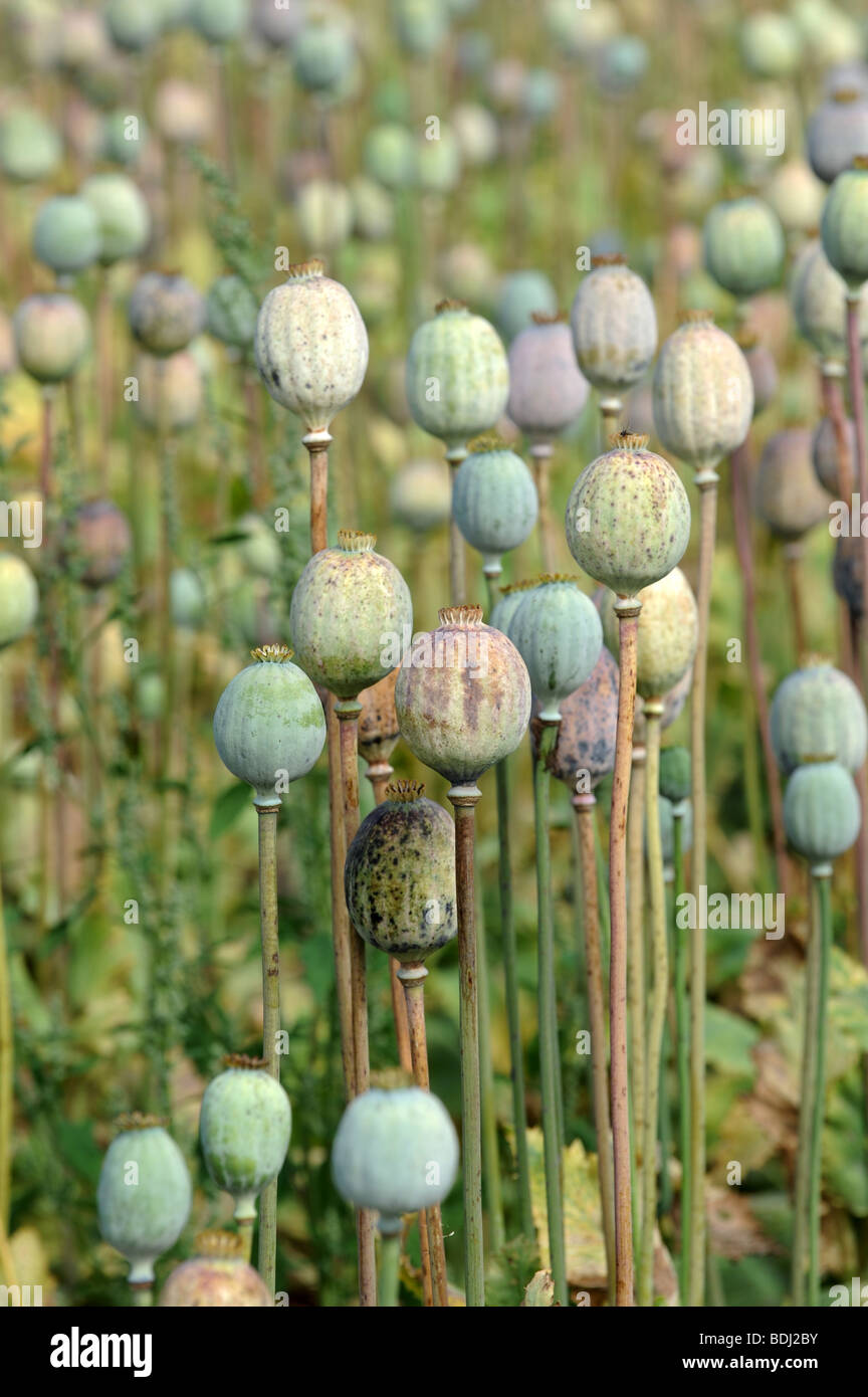 Poppy flower seed heads drying in the sun Stock Photo Alamy