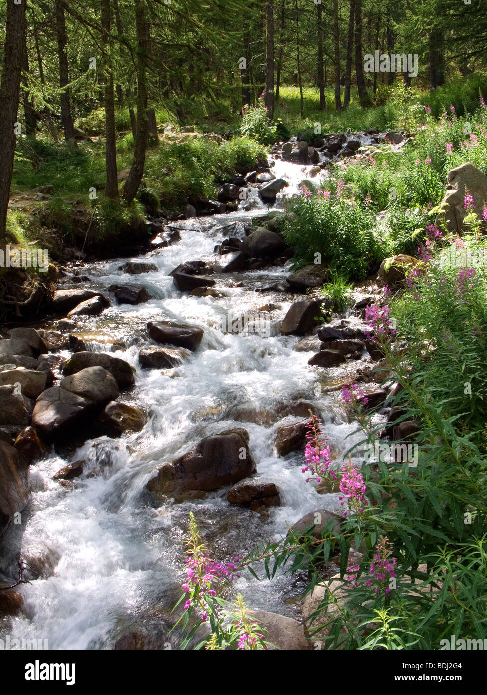 Stream, Col D'Allos, Alpes Maritime, France Stock Photo - Alamy