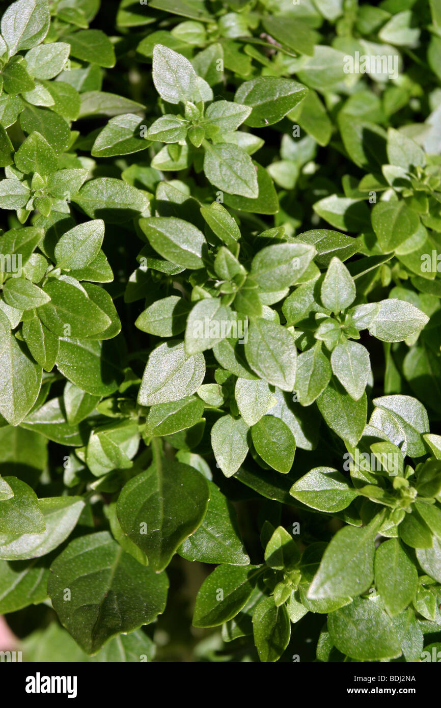 Greek basil hires stock photography and images Alamy