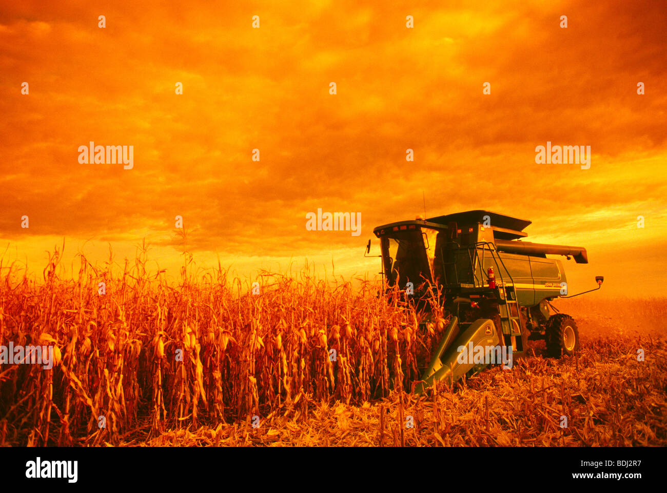 Agriculture - A combine harvests a mature grain corn crop at sunset / near Niverville, Manitoba, Canada. Stock Photo