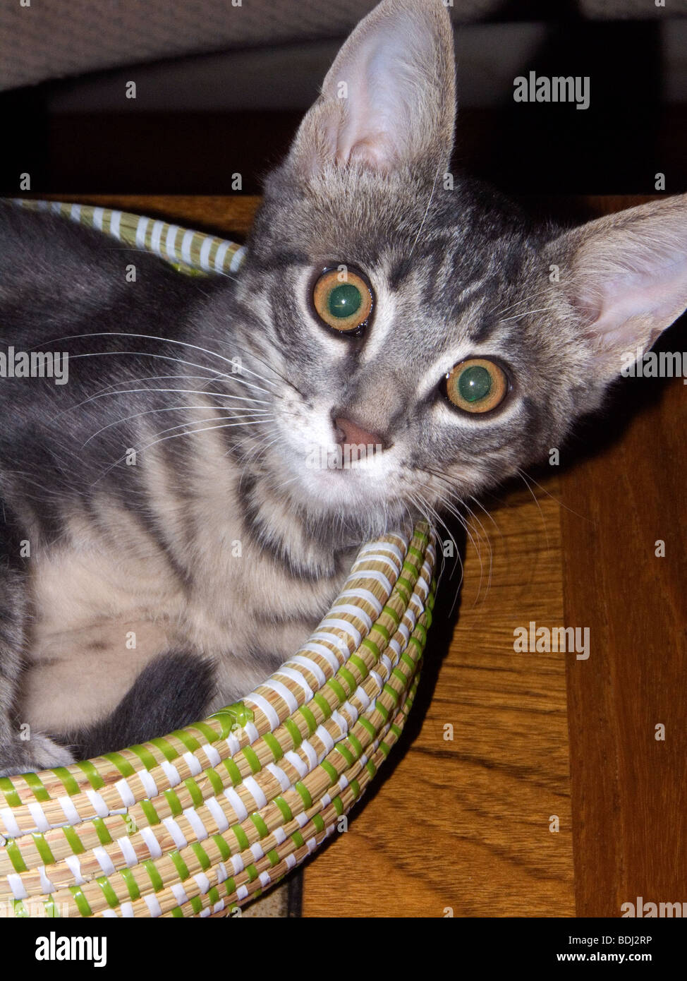 Bat eared cute grey tabby kitten playing in basket Stock Photo Alamy