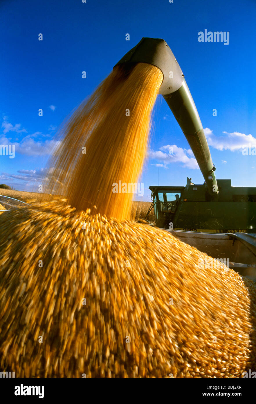 A combine unloads harvested grain corn into a grain truck for transport