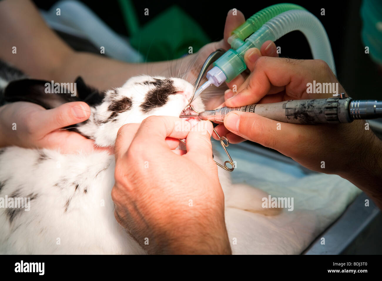 Dental Work Being Carried Out on a Pet Rabbit Stock Photo