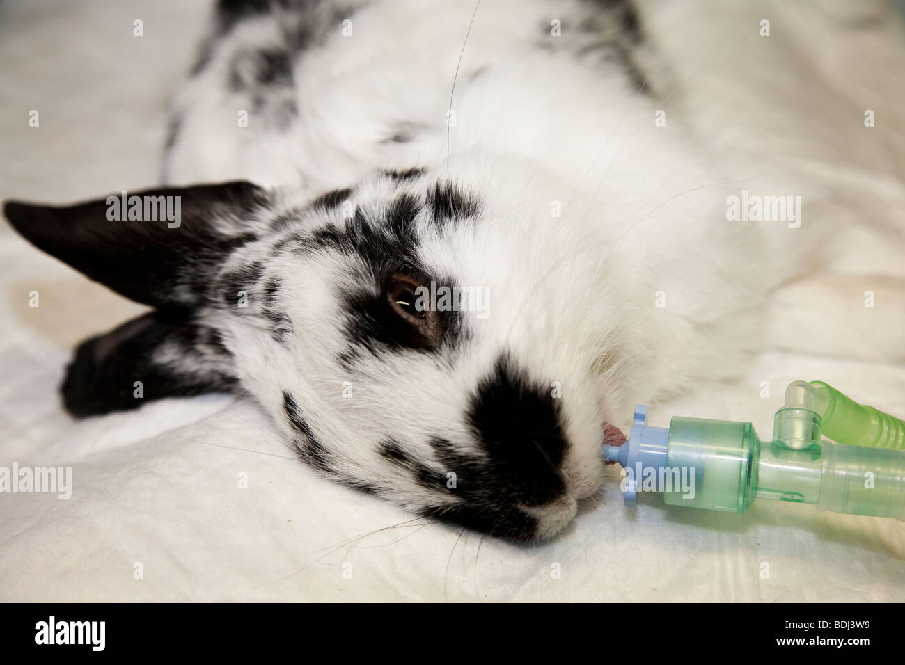 Pet Rabbit Under General Anaesthetic Stock Photo