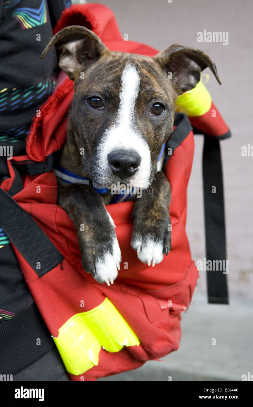 little cute puppy dog in bag. Owner carry puppy in bag Stock Photo Alamy