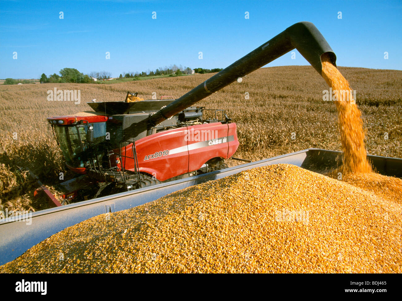 Agriculture A Case IH combine unloads freshly harvested grain corn