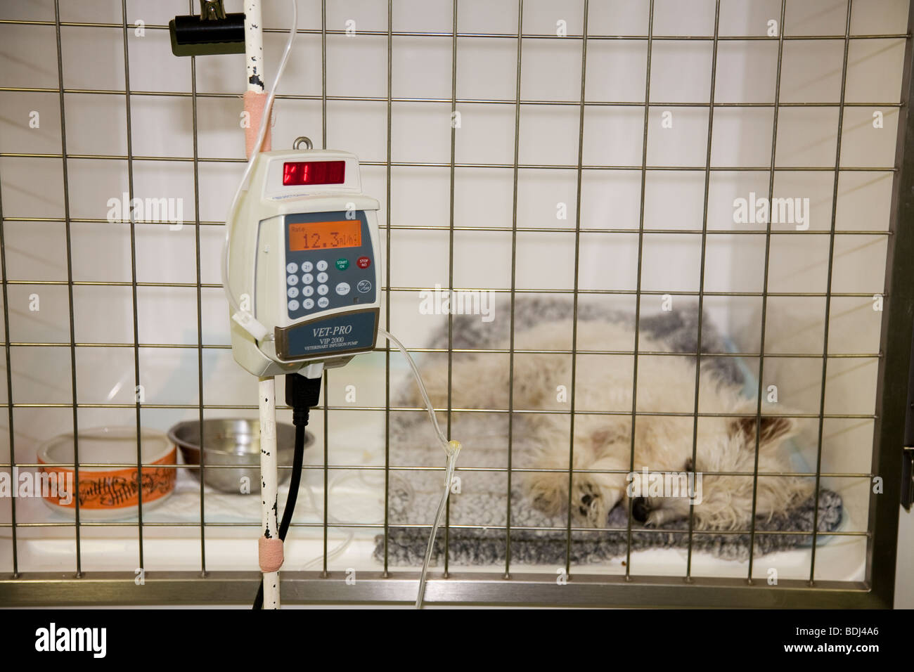 Westie Puppy on an IV Drip in a Veterinary Hospital Stock Photo