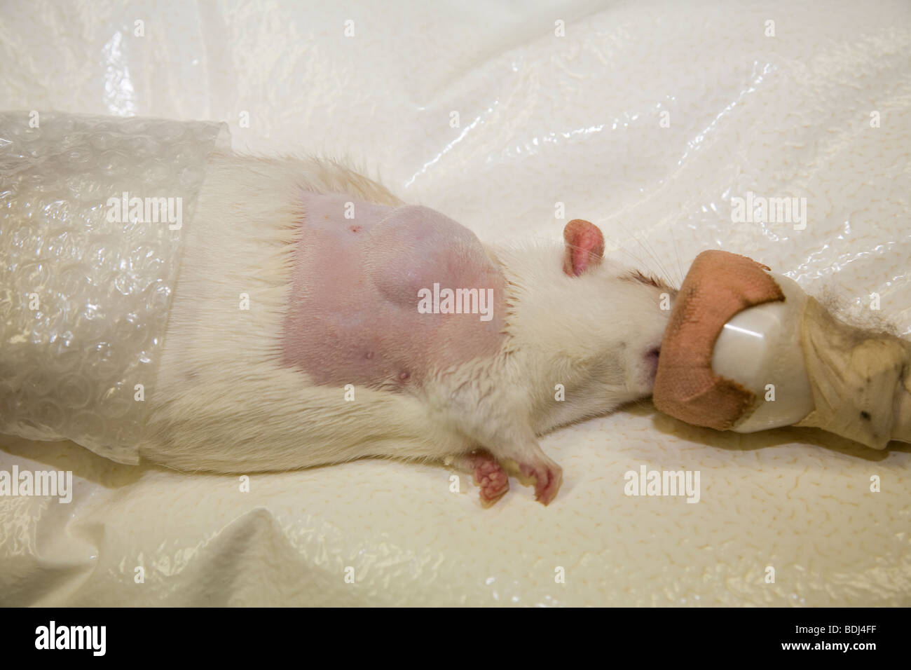 Anaesthetised Rat Prepared for Removal of a Tumour Stock Photo