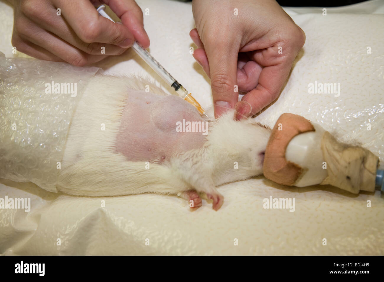 Anaesthetised Rat Getting an Injection Stock Photo