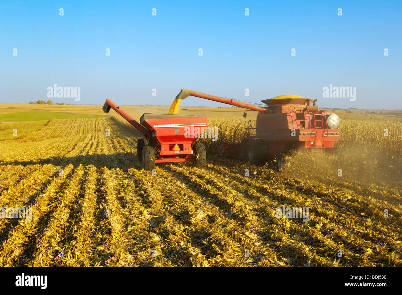 Agriculture A combine harvests grain corn in Autumn while augering the crop into a grain cart