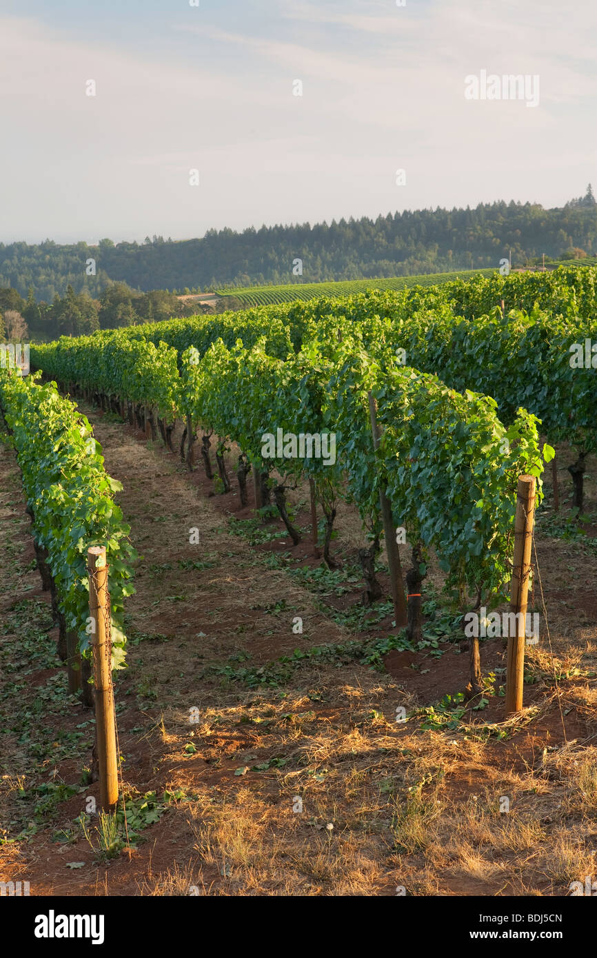 Torii Mor Winery, Summer, vines, vine, grapes, Pinot Noir, Vineyards, vineyard, wine, winery Stock Photo