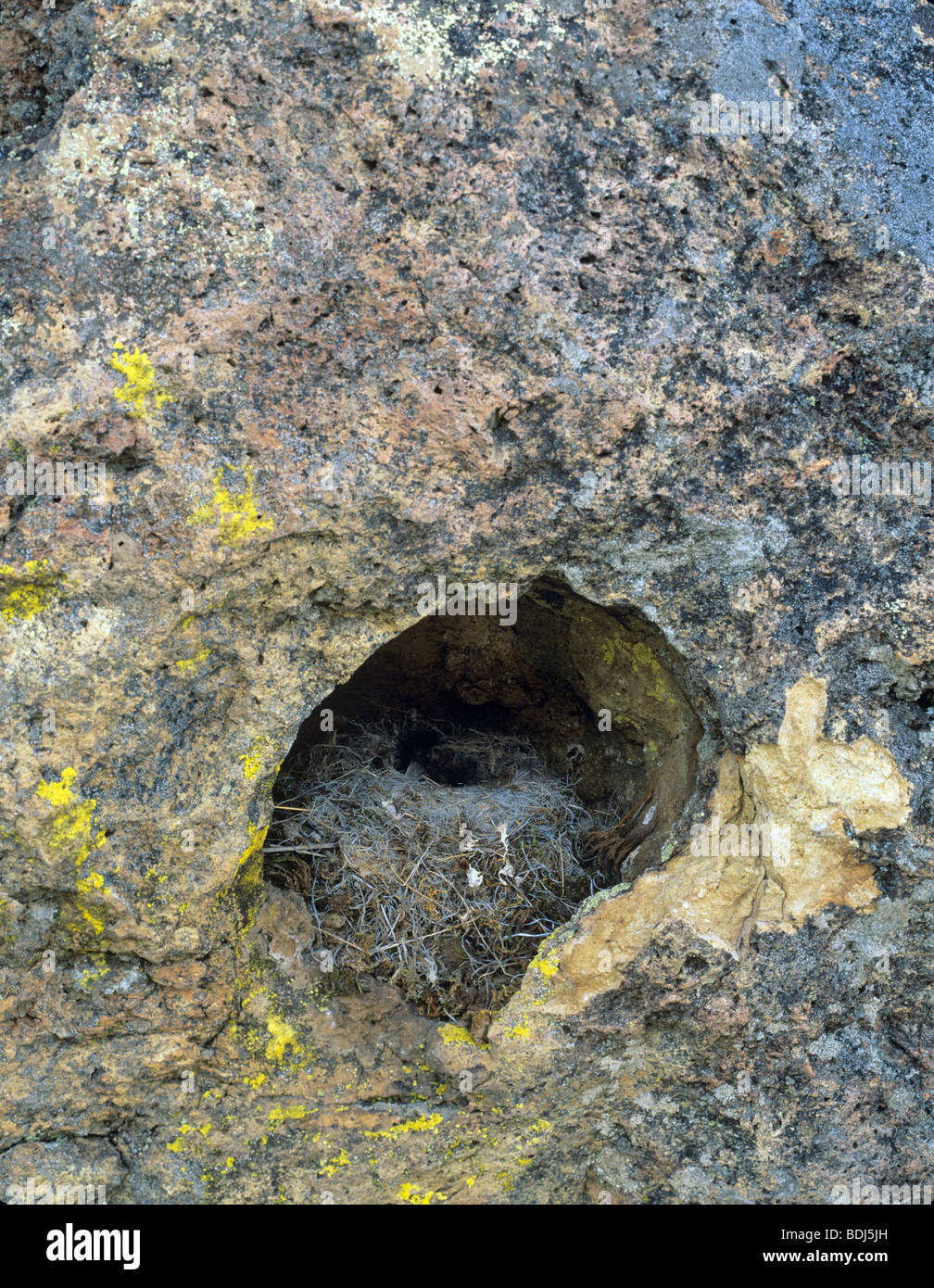 Birds nest in rock hole. Near Leslie Gulch, Oregon Stock Photo Alamy