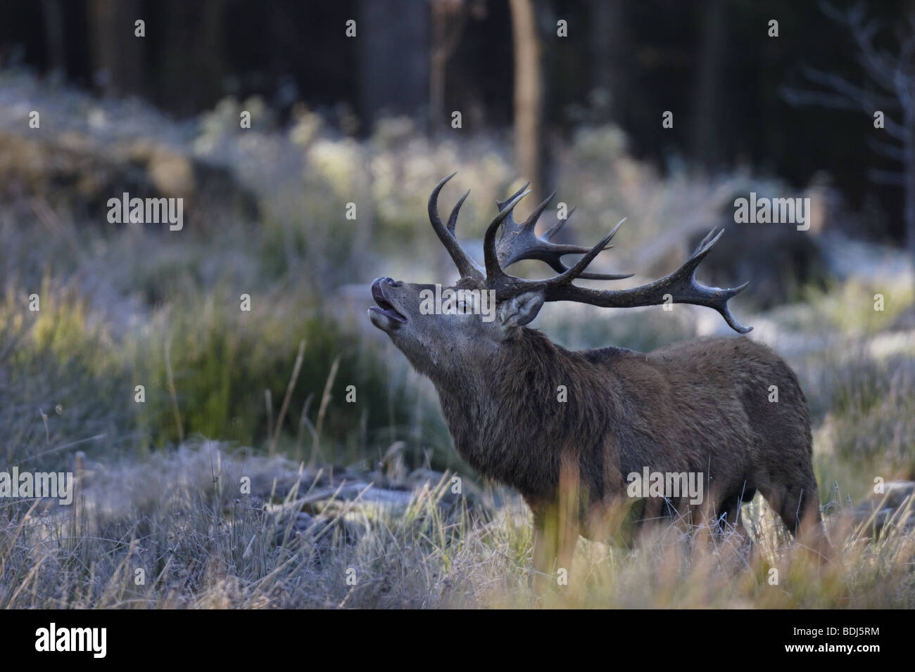 Rothirsch (Cervus elaphus) Red Deer - male Stock Photo