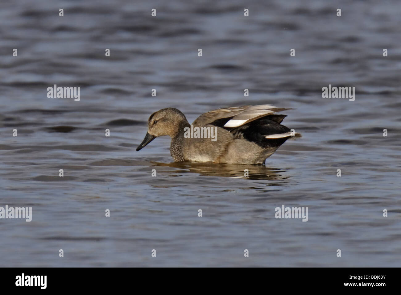 Schnatterente  Anas strepera Mittelente Knarrente gadwall male Stock Photo