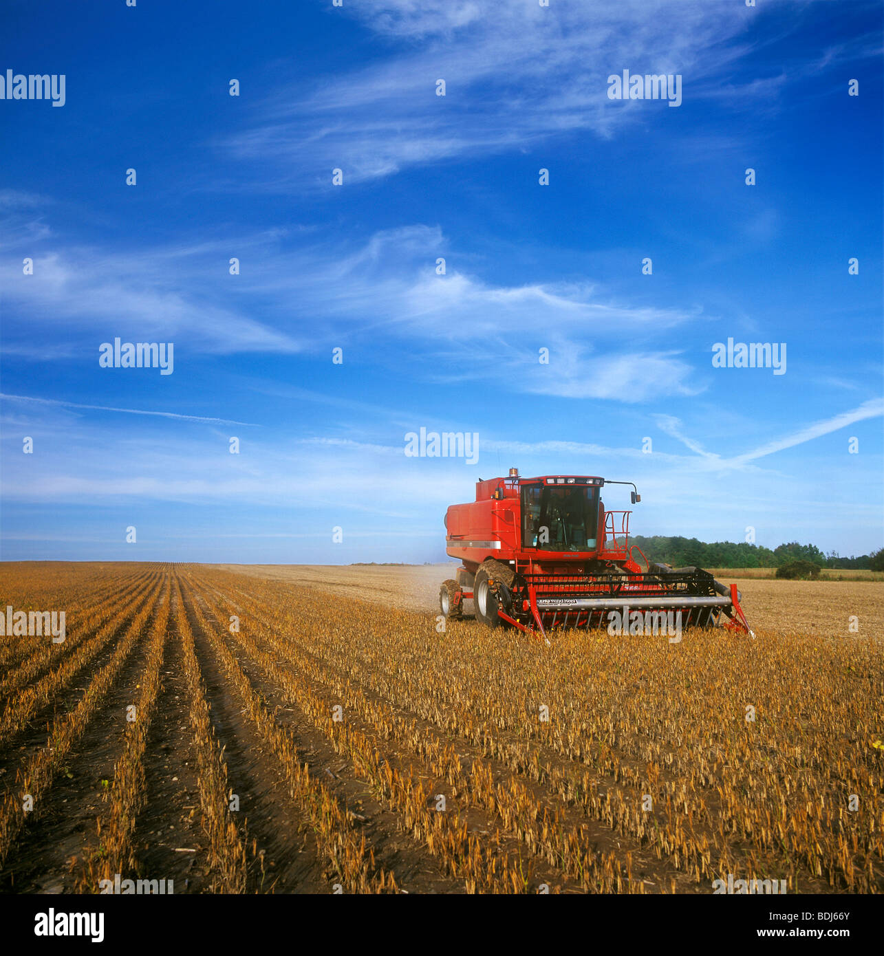 Agriculture A Case combine harvests White dry beans (aka. Navy or Pea